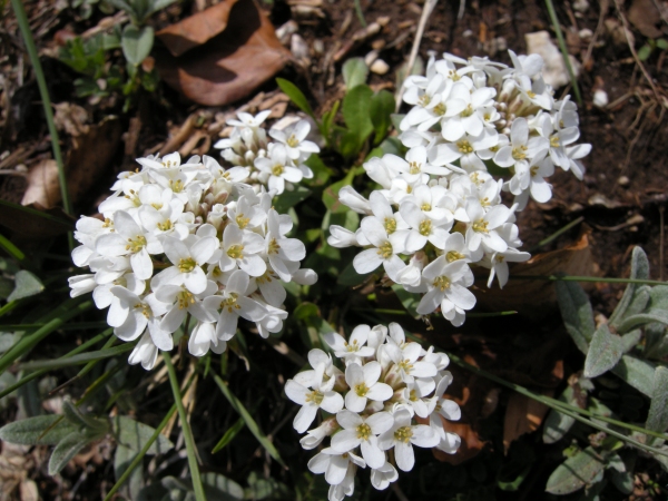 Iberide rupestre? no Noccaea praecox (=Thlaspi praecox)